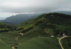 2018年6月首次台湾茶山行