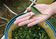 台湾乌龙茶与安化黑茶在选种上的区别