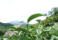 台湾乌龙茶鲜叶的17个品种——都是“龙种”