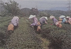 台湾茶的採摘节气，天时，地利，人和中的“天时”
